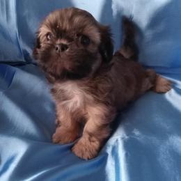 Elton - Red male Shih Tzu puppy in Sulpher Springs, Texas from Pams Precious Shih Tzus