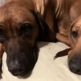Rhodesian Ridgebacks from Sky Ridge