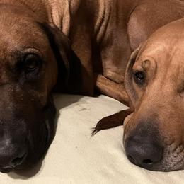 Rhodesian Ridgebacks from Sky Ridge