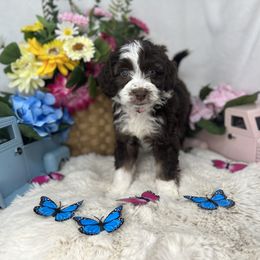 Aussiedoodle, Bernedoodle, and Goldendoodle Puppies from Little Golden Farm