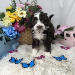 Aussiedoodle, Bernedoodle, and Goldendoodle Puppies from Little Golden Farm