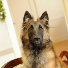 Belgian Tervuren and Cirneco dell’Etnas from Rockin' Heart Ranch, LTD