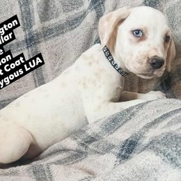 Jack Skellington (Black Collar) Homozygous LUA - White and lemon male Dalmatian puppy in Raymondville, Missouri from Wagner's Dalmatian's