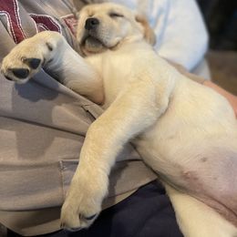 Labrador Retriever Puppies from Willow Kane Farm