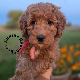 Fancy- red collar - Red  female Goldendoodle puppy in Ashton, Idaho from Kerr Kanine Ranch