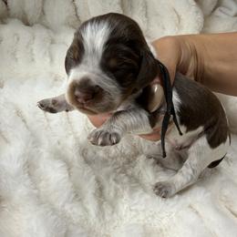 Black boy - Tri-Roan male English Springer Spaniel puppy in Fairfield, California from Goldridge Springers
