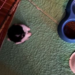 Pomeranian Puppies from Peggy's Precious Pomeranians