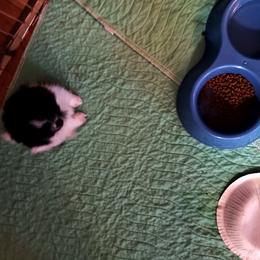 Pomeranian Puppies from Peggy's Precious Pomeranians