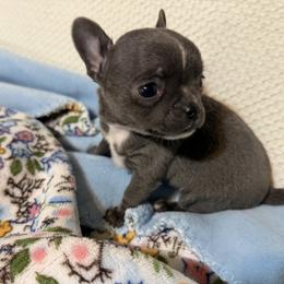 Penelope - Blue female Chihuahua puppy in Amity, Pennsylvania from Rhoda and Verna