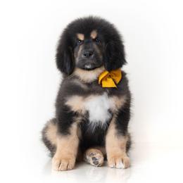 Orange Boy Teddy Bear - Black and tan male Tibetan Mastiff puppy in Illinois from Adynasty Tibetan Mastiffs
