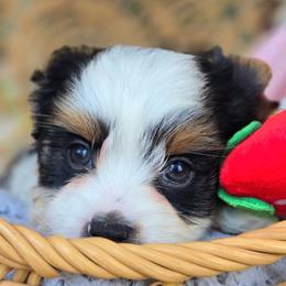 Natalie - Black tan and white female Biewer Terrier puppy in California from Corazon de gigante