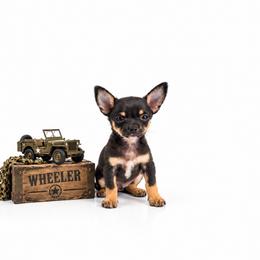 CKC Health Tested Wheeler - Black and tan male Chihuahua puppy in Scottdale, Pennsylvania from Itty Bitty Boston & Chi Co, Veteran Owned