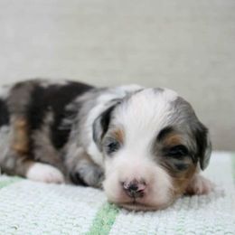 Bernedoodle puppies from Vallevistadoodles