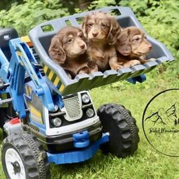 Dachshund Puppies from Bald Mountain Dachshunds