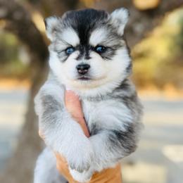 Girl 3 - Gray and white female Pomsky puppy in Yavapai County, Arizona from Pawsh Pomskies