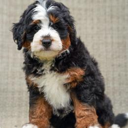 Tahoe - Tri-color male Bernedoodle puppy in Dundee, Ohio from Down Home Doodle