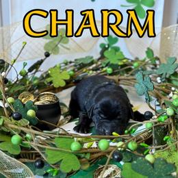 Charm - Black male Labrador Retriever puppy in Water Valley, Mississippi from Three Lakes Labs & WHDs