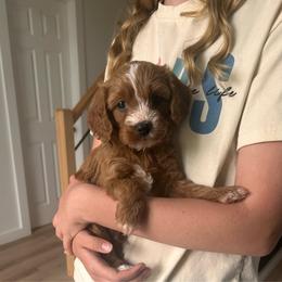 Theo - Brown male Cavapoo puppy in Gap, Pennsylvania from Coles Cavapoo’s