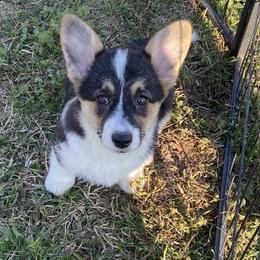 Dotty - White and black female Pembroke Welsh Corgi puppy in Beulaville, North Carolina from Windy Acres Pembroke Welsh