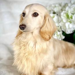 Twinkle - Dachshund