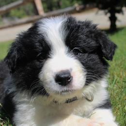 Border Collie Puppies from Team Reeves Ranch