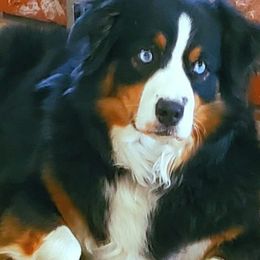 Australian Shepherds from Central Valley Australian Shepherd