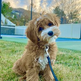 Penny - Australian Labradoodle