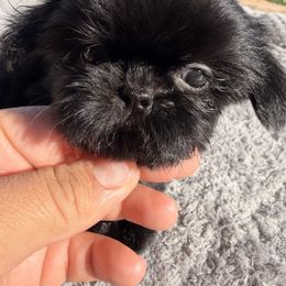 Sol - Black female Shih Tzu puppy in Apple Valley, California from Garcia_shihtzu