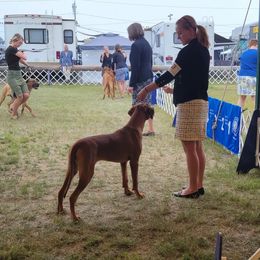 Rhodesian Ridgeback Puppies from Supernova Ridgebacks