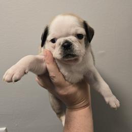 Boy 3 (Panda) - Cream male Pug puppy in Auburn, Kentucky from Prentice Family Pugs