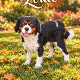 Louie - Cavalier King Charles Spaniel