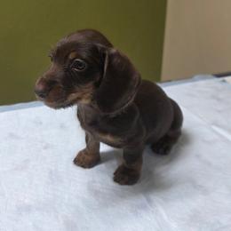 Handsome Chocolate Boy - Chocolate and tan male Dachshund puppy in Austin, Colorado from Colorado Mini Dachshunds & Mini Pomskies