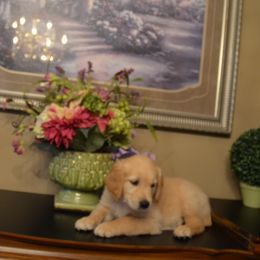 Imani (Lavender) - Dark golden female Golden Retriever puppy in Webster City, Iowa from Whispering Pines Precious Puppies