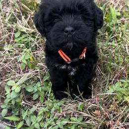 Miniature Schnauzer Puppies from Blue Ribbon Schnauzers