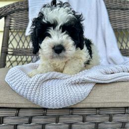 Stan - Parti male Poodle puppy in Lancaster, Missouri from Cavapoo Acres