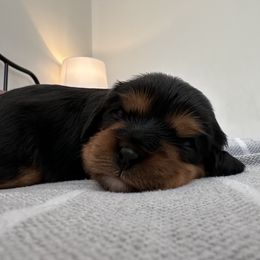 Cavalier King Charles Spaniel Puppies from Fern Valley Cavaliers