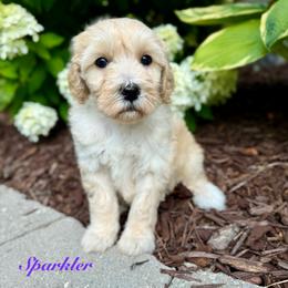 Sparkler - Yellow and white female Bernedoodle puppy in Midland, Michigan from Northern Charm Farm