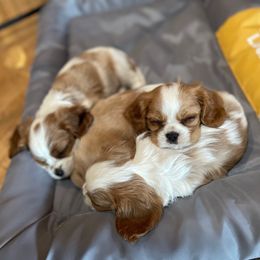 Tinsel - Blenheim female Cavalier King Charles Spaniel puppy in Phoenix, Arizona from Larisa's Cavaliers
