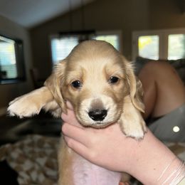 Boy 3 - Cream Dachshund puppy in Alpine, California from Christie's Doxies