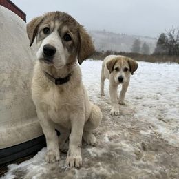 Anatolian Shepherd Dogs from Waterloo Ranch