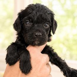 1400.00 Olive: Light Green Collar - Black female Goldendoodle puppy in Raceland, Louisiana from Cajun Doodles