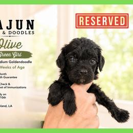 1400.00 Olive: Light Green Collar - Black female Goldendoodle puppy in Raceland, Louisiana from Cajun Doodles