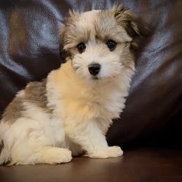 Moodles - Black and white male Havanese puppy in Lancaster, South Carolina from 3 Bs Havanese-PUPPIES with  PURPOSE