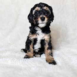 Shihpoo Puppies from My Hometown Doodles
