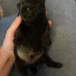 Knight aka midknight - Black male Shih Tzu puppy in Tenmile, Oregon from Polly Pockets Imperial Shih Tzu’s