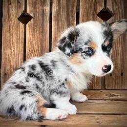 Grumpy - Blue merle and white female American Corgi puppy in Tome, New Mexico from Blue Diamond Welsh corgis