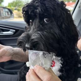 Australian Labradoodle Puppies from Golden Xpress Labradoodles