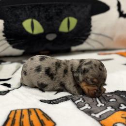 Naomi - Dapple female Dachshund puppy in Powell, Tennessee from Tall & Tiny TN k9s