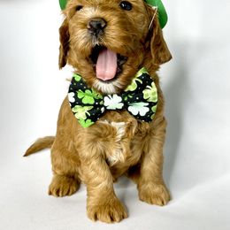 Australian Labradoodle Puppies from Starlight Ridge Australian Labradoodles