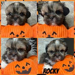 Rocky - Brindle male Shih Tzu puppy in Coolidge, Arizona from Shih Tzu’s  ‘N’ Love